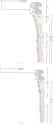 Phylogeny, Diversification Rate, and Divergence Time of Agave sensu lato (Asparagaceae), a Group of Recent Origin in the Process of Diversification